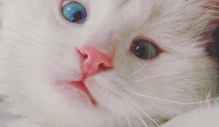 Ce chat blanc aux yeux vairons a vraiment un regard hypnotique et magnifique ! | #8