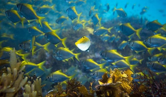 La photo incroyablement rare du poisson coincé à l'intérieur d'une méduse | #8