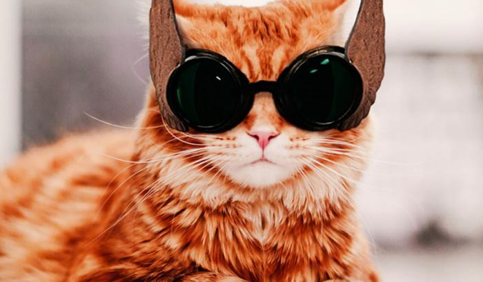 Découvrez Ginger, le chat roux tellement magnifique qu'il a son photographe personnel | #13