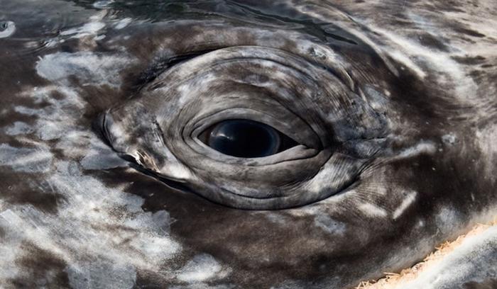 Ce photographe a passé 25 ans à montrer la beauté majestueuse des dauphins et des baleines | #5