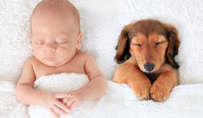 14 photos craquantes qui montrent que les chiens sont plus confortables que des oreillers