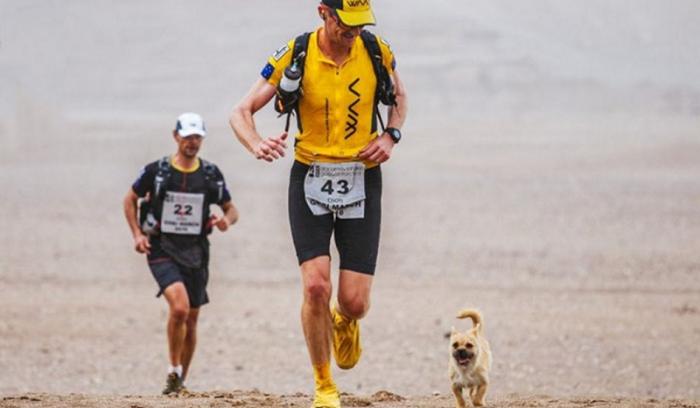 Un petit chien errant rejoint ce marathonien, court 100km avec lui et finit la course avec son nouveau maître !