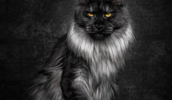 12 photos qui révèlent la beauté majestueuse des Maine Coons | #6