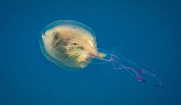 La photo incroyablement rare du poisson coincé à l'intérieur d'une méduse | #4