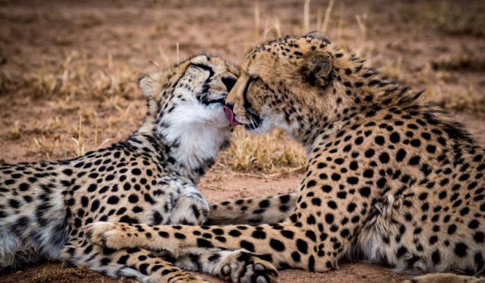 Ces adorables animaux se font des bisous, et ça nous donne envie de faire pareil | #25