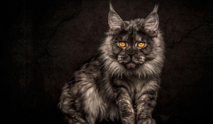 12 photos qui révèlent la beauté majestueuse des Maine Coons | #9