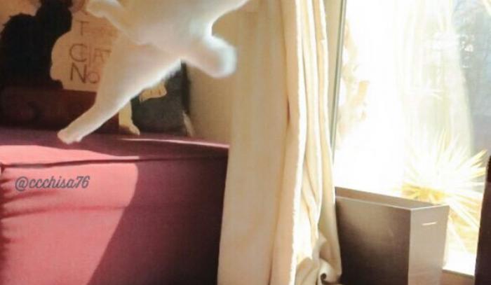 Ce chat danse le ballet comme personne | #3