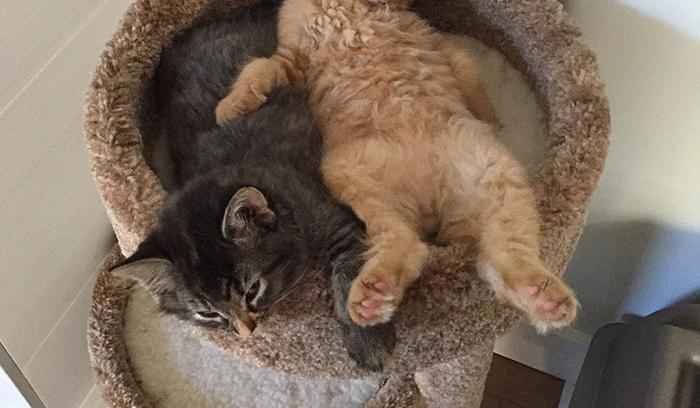 Ces chats sont inséparables : ils continuent à vouloir dormir ensemble même s'ils sont devenus bien trop grand pour leur lit | #3