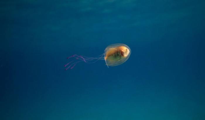 La photo incroyablement rare du poisson coincé à l'intérieur d'une méduse | #3