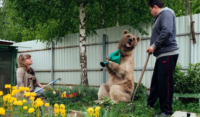 Un couple russe a adopté un ours orphelin il y a 23 ans, et ils vivent toujours tous ensemble ! | #11