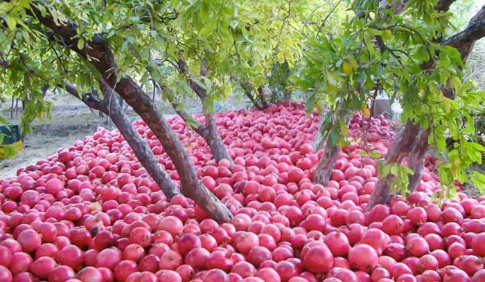17 aliments naturels que vous n’avez jamais vus avant leur récolte | #13