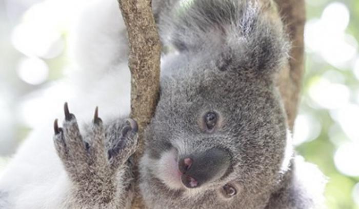 Impossible de ne pas fondre devant cette vidéo de koala serein qui reçoit des câlins ! | #2