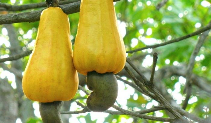 17 aliments naturels que vous n’avez jamais vus avant leur récolte | #12