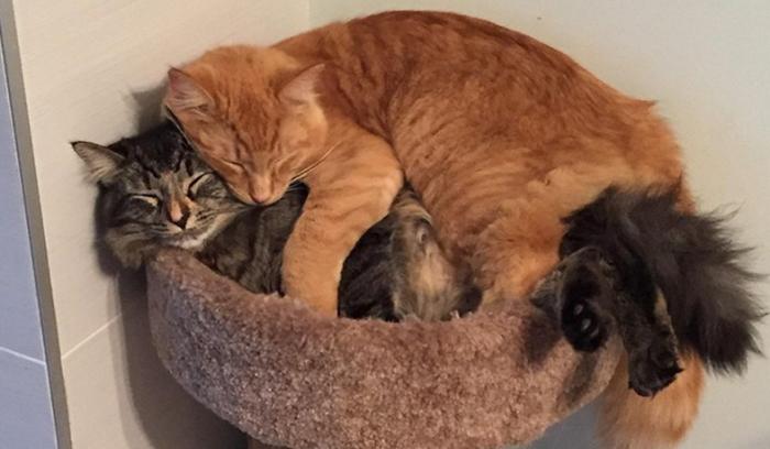 Ces chats sont inséparables : ils continuent à vouloir dormir ensemble même s'ils sont devenus bien trop grand pour leur lit