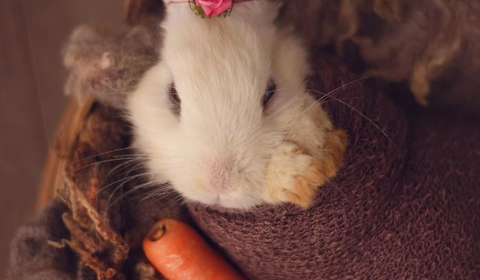 Ce bébé lapin est tellement mignon que vous allez avoir envie de lui faire un câlin | #4