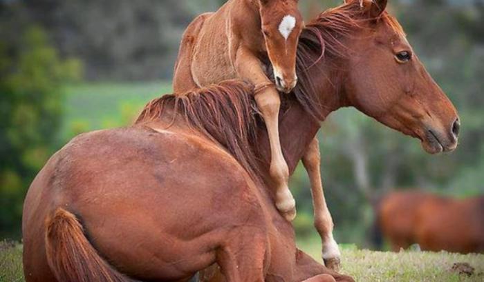 17 animaux adorables qui pourront toujours compter sur l'amour de leur mère | #7