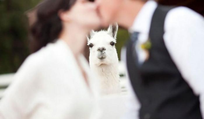 14 couples de jeunes mariés qui ont fait des photos de mariage très drôles | #10