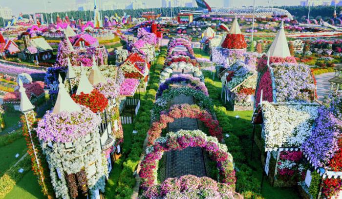 Découvrez le Dubaï Miracle Garden, le plus grand jardin de fleurs du monde ! | #13