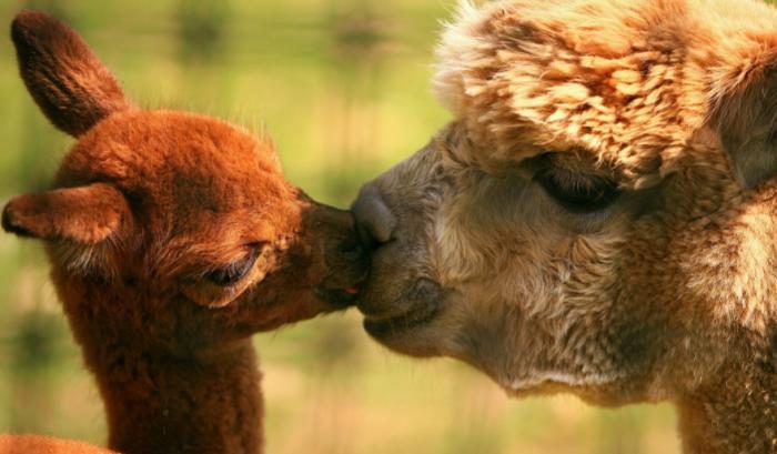 17 animaux adorables qui pourront toujours compter sur l'amour de leur mère | #5