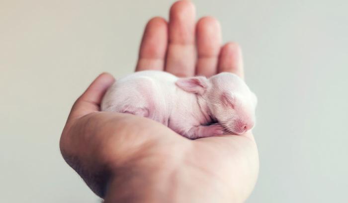 Ce bébé lapin est tellement mignon que vous allez vouloir le même ! | #6