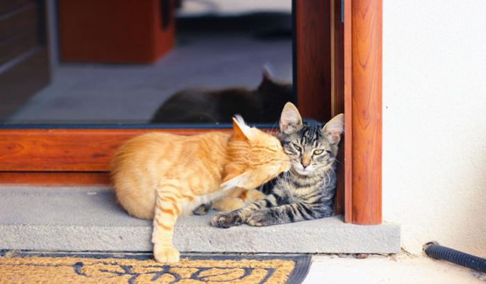 Ces adorables animaux se font des bisous, et ça nous donne envie de faire pareil | #18