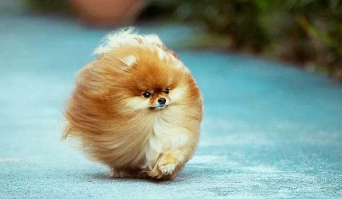 15 animaux tout ronds qui rouleront vers votre coeur illico | #11