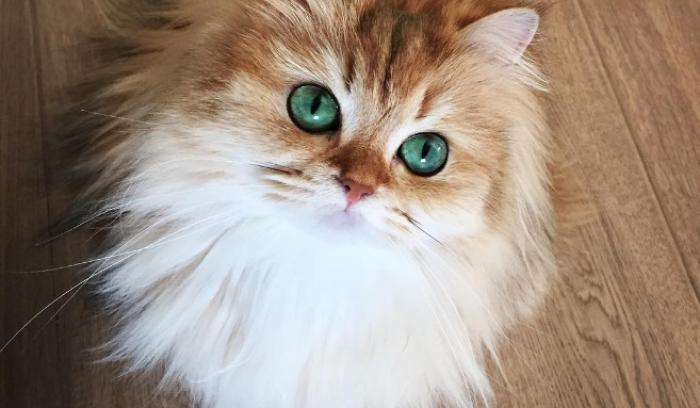 Découvrez Smoothie, le chat le plus photogénique au monde ! | #3