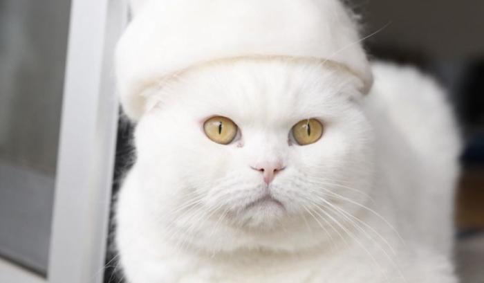 13 chats avec des chapeaux sur la tête faits de leurs propres poils | #2
