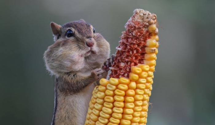 Les 20 photos les plus drôles du prix de photographie humoristique des animaux sauvages de 2016 | #3