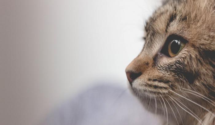 18 photos de chats tellement adorables que vous ne pourrez pas vous empêcher de sourire | #13