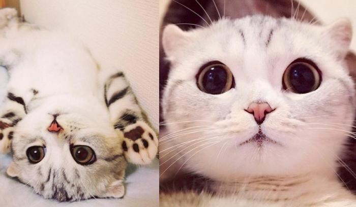 Découvrez Hana, le chat aux grands yeux ronds qui fait fondre le coeur des Instagramers