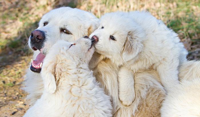 Ces adorables animaux se font des bisous, et ça nous donne envie de faire pareil | #6