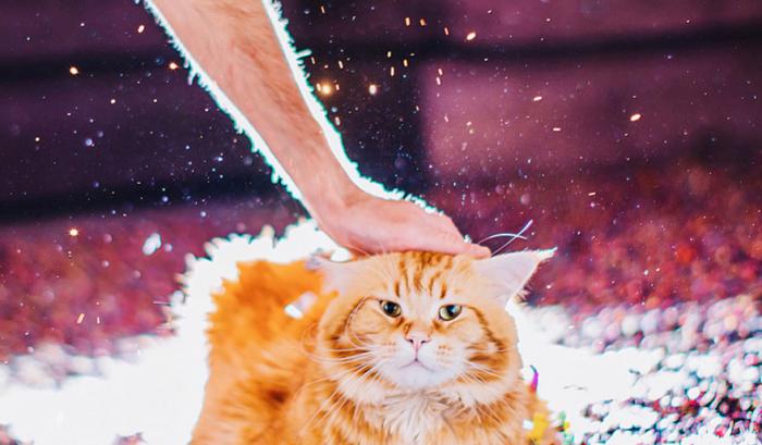 Découvrez Ginger, le chat roux tellement magnifique qu'il a son photographe personnel | #11