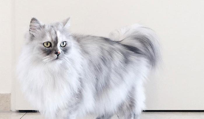 La fourrure de ce chat persan est tout simplement magnifique ! | #4