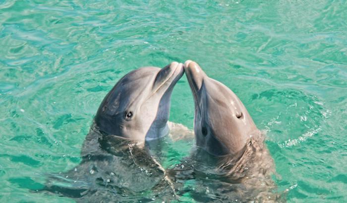 Ces adorables animaux se font des bisous, et ça nous donne envie de faire pareil | #10