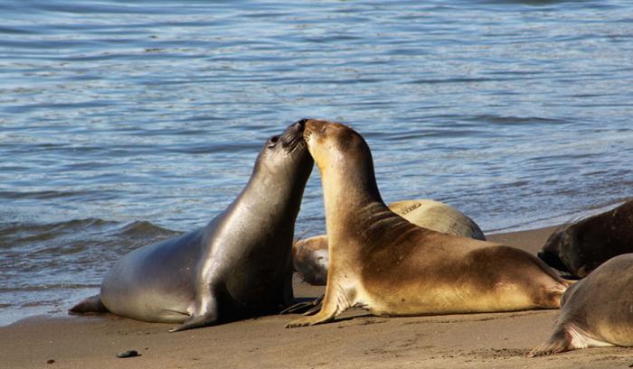 Ces adorables animaux se font des bisous, et ça nous donne envie de faire pareil | #23