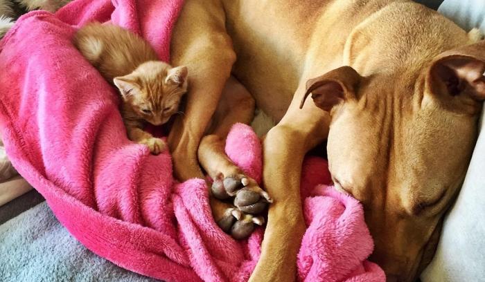 Cette chienne se prend pour la maman du chaton, et ces 2 là sont devenus inséparables ! | #5