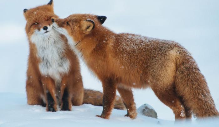 Ces adorables animaux se font des bisous, et ça nous donne envie de faire pareil | #7