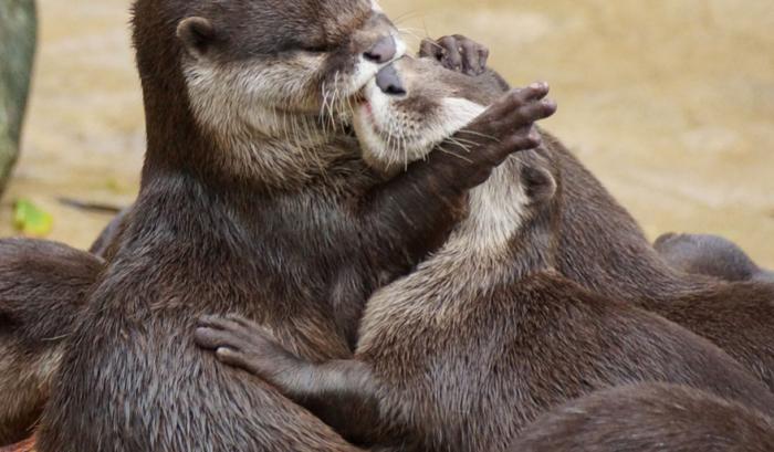 Ces adorables animaux se font des bisous, et ça nous donne envie de faire pareil | #29