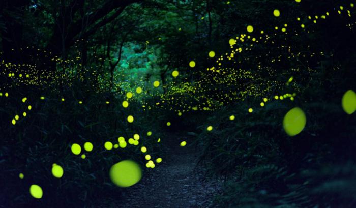 Ces photos de lucioles qui illuminent le paysage à la nuit tombée sont tellement magnifiques qu'elles vont vous sembler surréalistes | #6