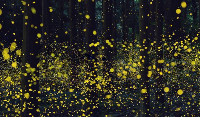 Ces photos de lucioles qui illuminent le paysage à la nuit tombée sont tellement magnifiques qu'elles vont vous sembler surréalistes | #7