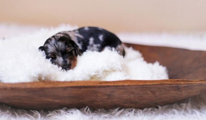 Cette maman teckel pose fièrement avec ses 6 petits chiots et le résultat est vraiment chou ! | #4