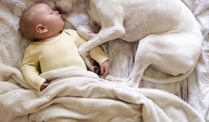 Ce bébé de 8 mois et cette chienne adorent faire la sieste ensemble... et ils sont trop mignons ! | #2