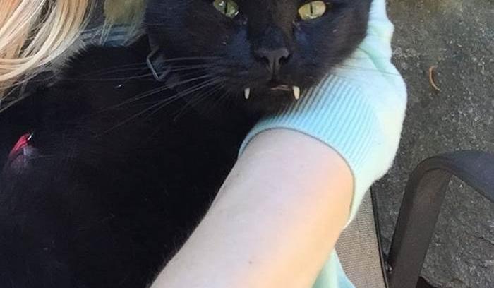 Découvrez Monkey, le chat noir aux vraies dents de vampire ! | #9