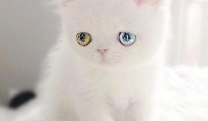 Découvrez Pam Pam, un tout petit chaton avec des yeux vairons qui vous hypnotiseront | #3