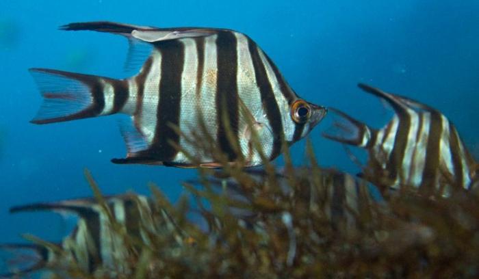 La photo incroyablement rare du poisson coincé à l'intérieur d'une méduse | #6