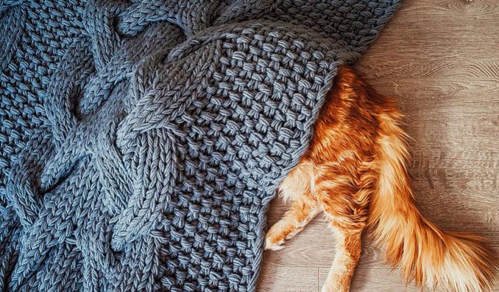 Découvrez Ginger, le chat roux tellement magnifique qu'il a son photographe personnel | #17