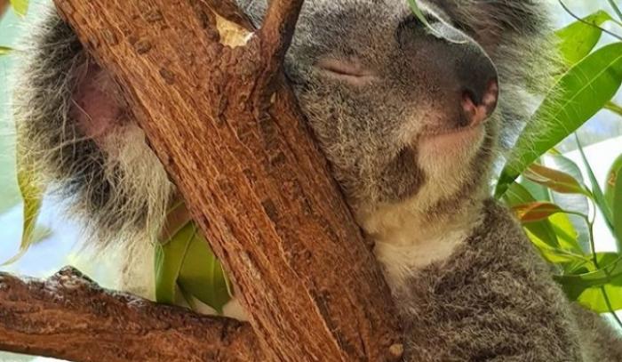 Impossible de ne pas fondre devant cette vidéo de koala serein qui reçoit des câlins ! | #4