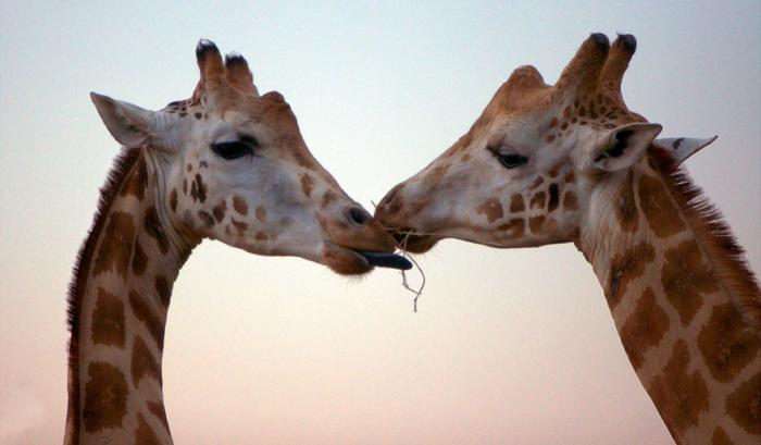 Ces adorables animaux se font des bisous, et ça nous donne envie de faire pareil | #27