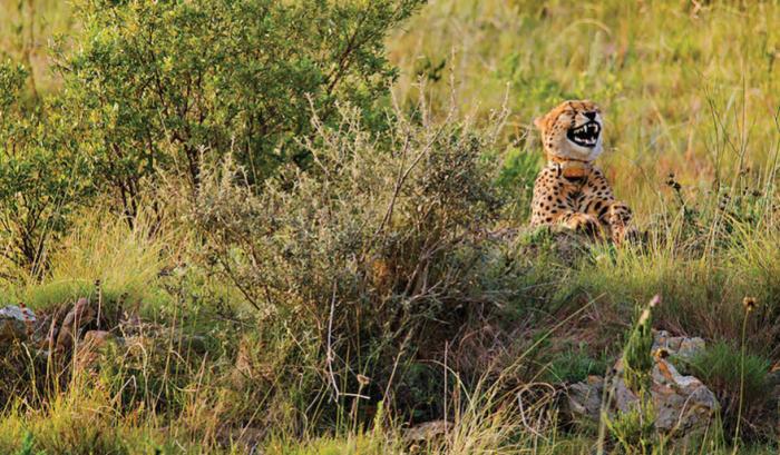 Les 20 photos les plus drôles du prix de photographie humoristique des animaux sauvages de 2016 | #8